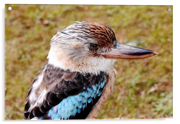  Blue Winged Kookaburra Acrylic by Phil Clements