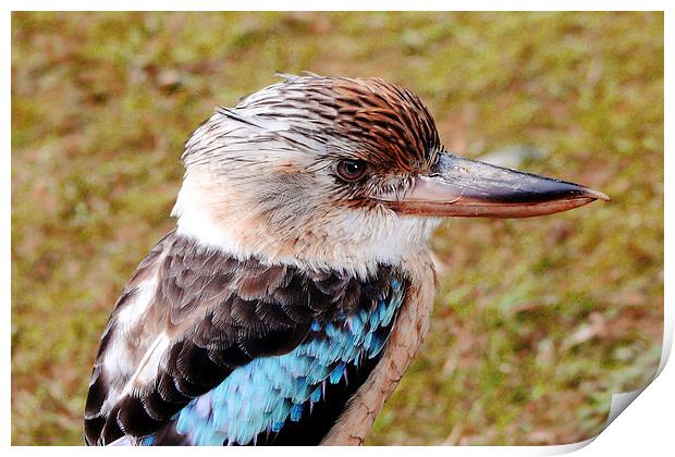  Blue Winged Kookaburra Print by Phil Clements