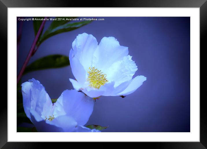  Delicate Flower on Blue Framed Mounted Print by Annabelle Ward