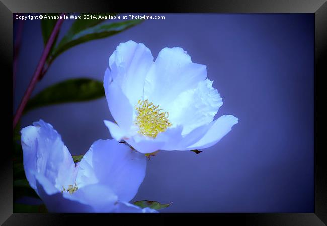  Delicate Flower on Blue Framed Print by Annabelle Ward
