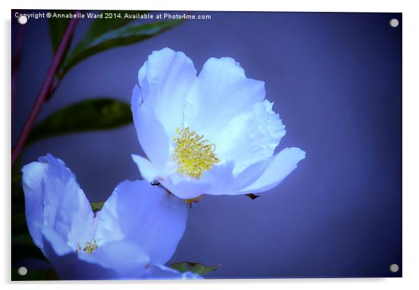  Delicate Flower on Blue Acrylic by Annabelle Ward