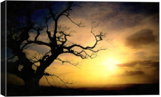  the lone tree Canvas Print by dale rys (LP)