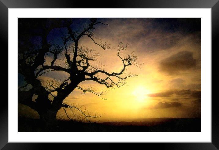  the lone tree Framed Mounted Print by dale rys (LP)