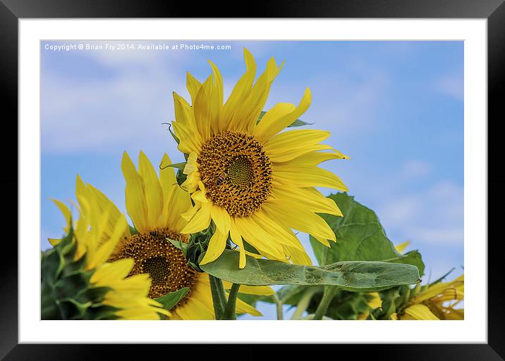  Sunflower sunshine Framed Mounted Print by Brian Fry