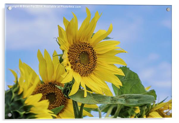  Sunflower sunshine Acrylic by Brian Fry