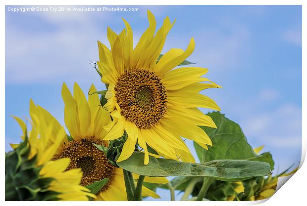  Sunflower sunshine Print by Brian Fry