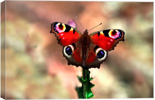  Peacock butterfly Canvas Print by Macrae Images