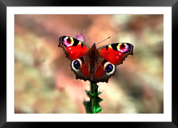  Peacock butterfly Framed Mounted Print by Macrae Images