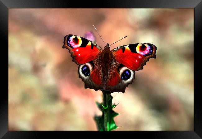  Peacock butterfly Framed Print by Macrae Images