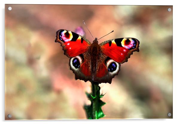  Peacock butterfly Acrylic by Macrae Images