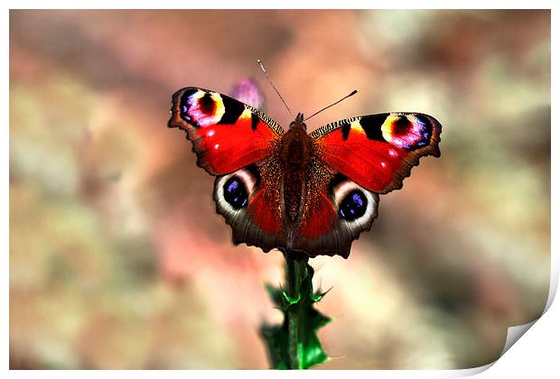  Peacock butterfly Print by Macrae Images