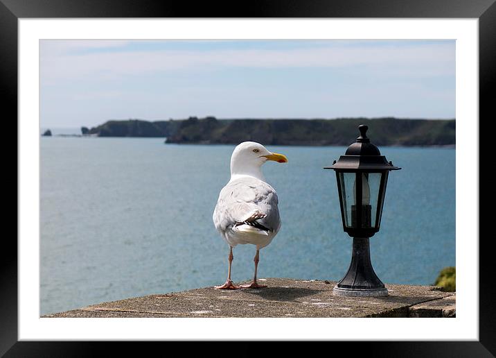 Sea gull looking at lantern on coastal wall Framed Mounted Print by Paul Nicholas
