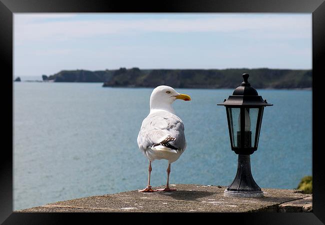 Sea gull looking at lantern on coastal wall Framed Print by Paul Nicholas