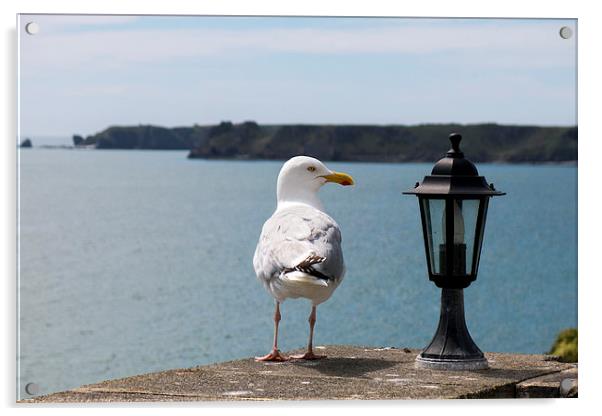 Sea gull looking at lantern on coastal wall Acrylic by Paul Nicholas