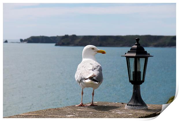 Sea gull looking at lantern on coastal wall Print by Paul Nicholas