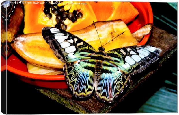  The Blue Clipper butterfly Canvas Print by Frank Irwin