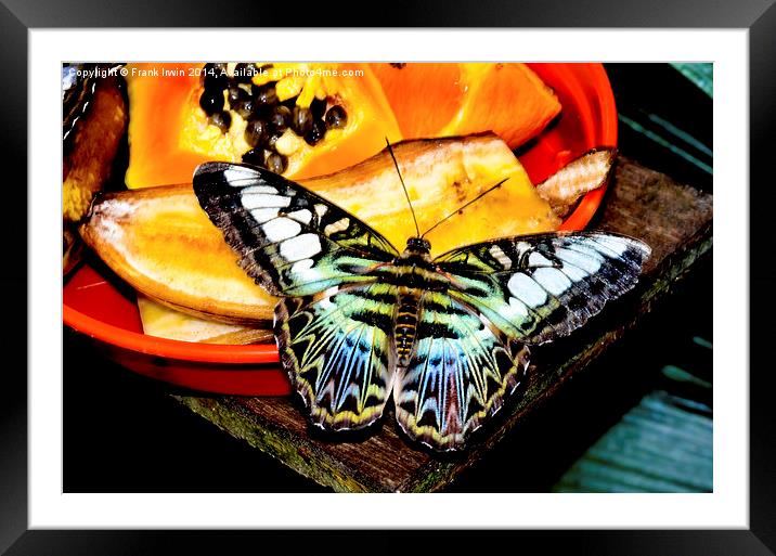  The Blue Clipper butterfly Framed Mounted Print by Frank Irwin