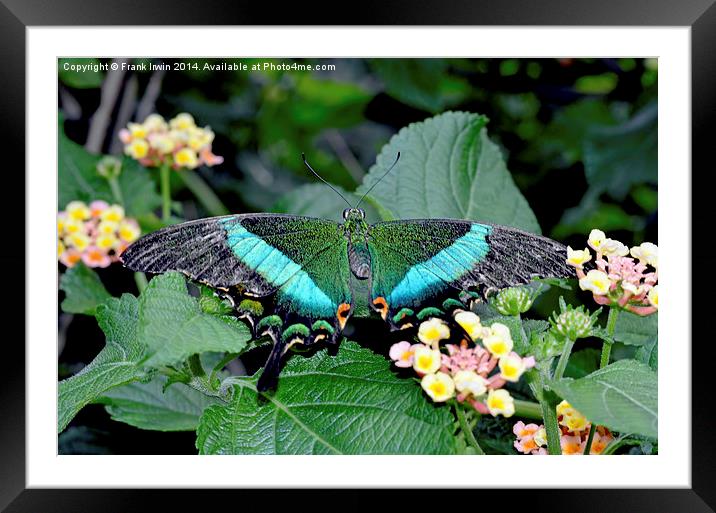 The beautiful Blue Banded Swallowtail butterfly Framed Mounted Print by Frank Irwin
