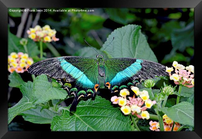 The beautiful Blue Banded Swallowtail butterfly Framed Print by Frank Irwin