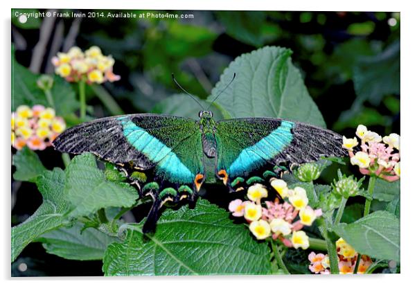 The beautiful Blue Banded Swallowtail butterfly Acrylic by Frank Irwin