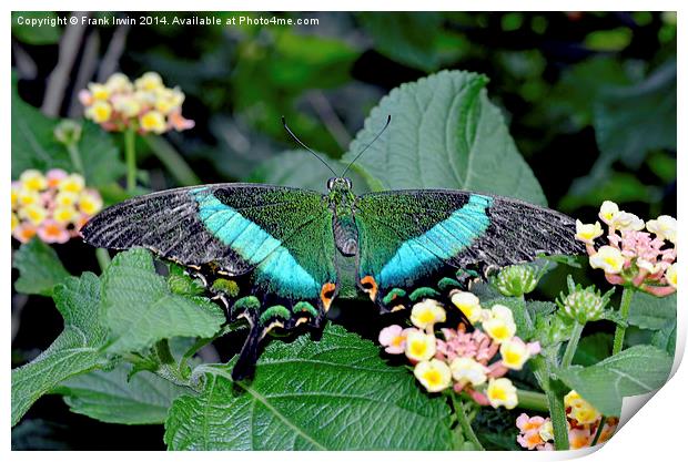 The beautiful Blue Banded Swallowtail butterfly Print by Frank Irwin