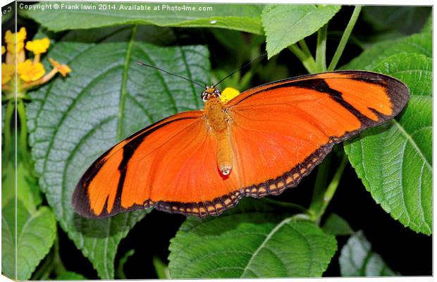  Caroni Flambeau (The Flame) butterfly Canvas Print by Frank Irwin