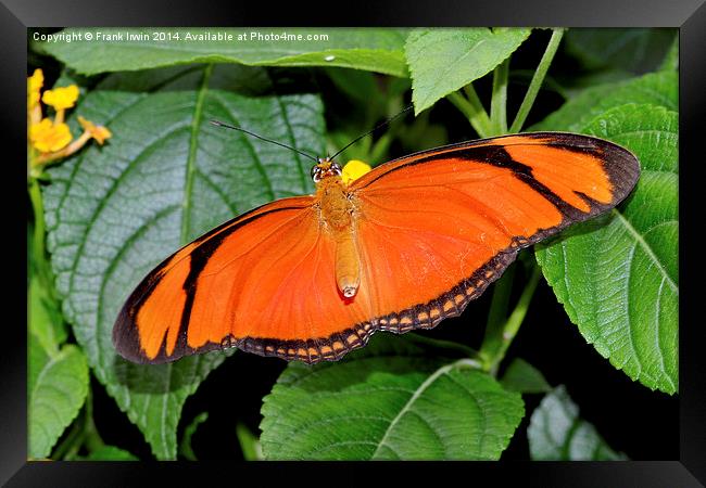  Caroni Flambeau (The Flame) butterfly Framed Print by Frank Irwin