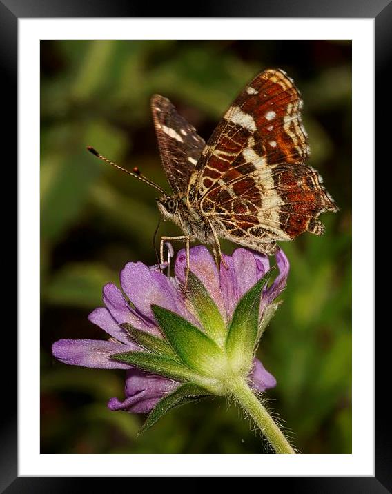  Map Butterfly (UK rarity) Framed Mounted Print by JC studios LRPS ARPS