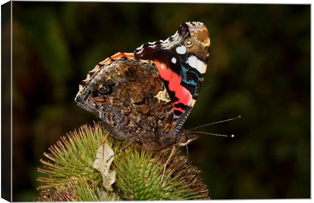  Red Admiral by JCstudios Canvas Print by JC studios LRPS ARPS