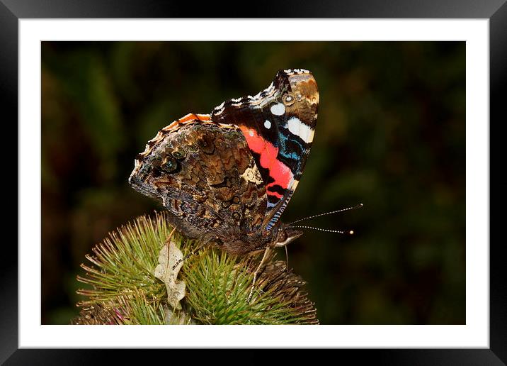  Red Admiral by JCstudios Framed Mounted Print by JC studios LRPS ARPS