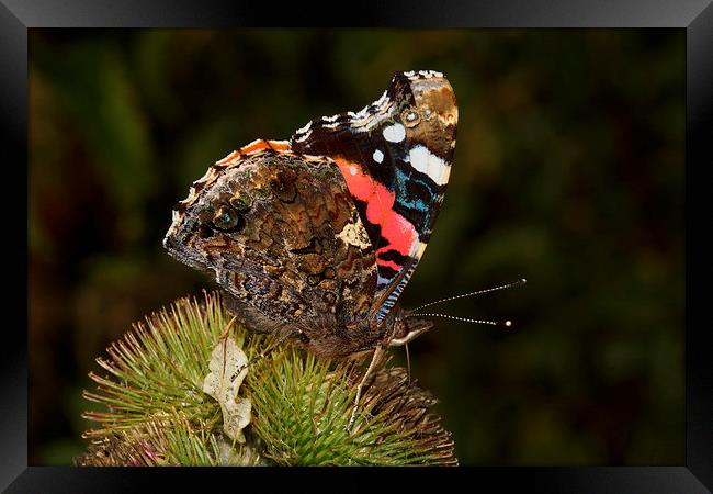  Red Admiral by JCstudios Framed Print by JC studios LRPS ARPS