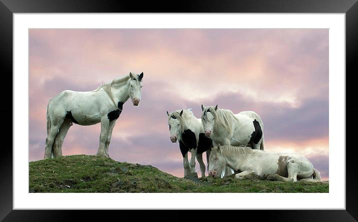  pinto horses  Framed Mounted Print by keith hannant
