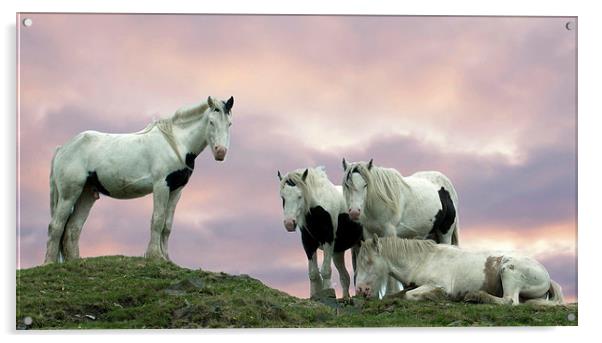  pinto horses  Acrylic by keith hannant