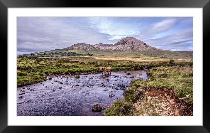 Highland Cattle,Isle of Skye,Scotland Framed Mounted Print by David Hirst