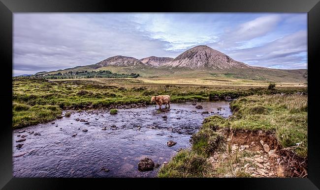 Highland Cattle,Isle of Skye,Scotland Framed Print by David Hirst