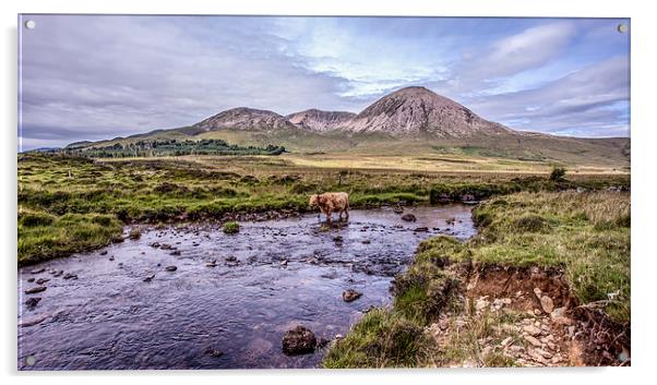 Highland Cattle,Isle of Skye,Scotland Acrylic by David Hirst