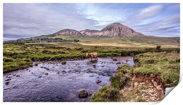 Highland Cattle,Isle of Skye,Scotland Print by David Hirst