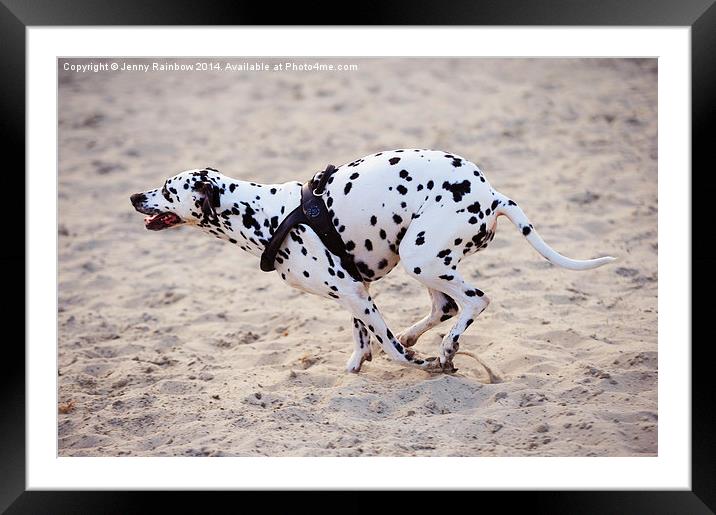  Speedy Girl. Kokkie. Dalmatian Dog Framed Mounted Print by Jenny Rainbow