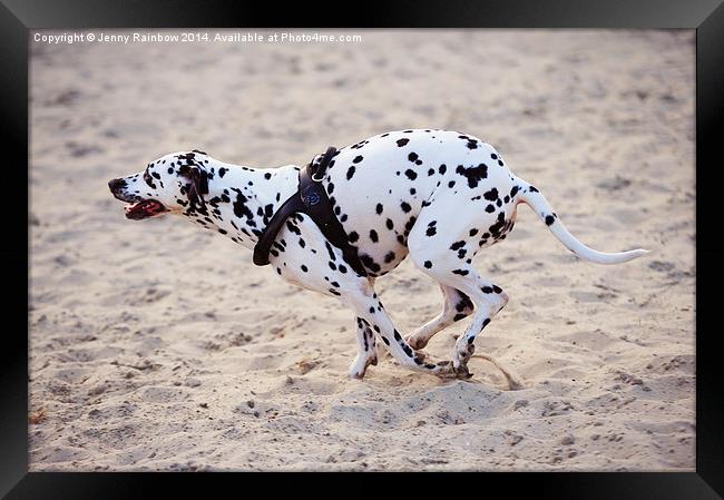  Speedy Girl. Kokkie. Dalmatian Dog Framed Print by Jenny Rainbow