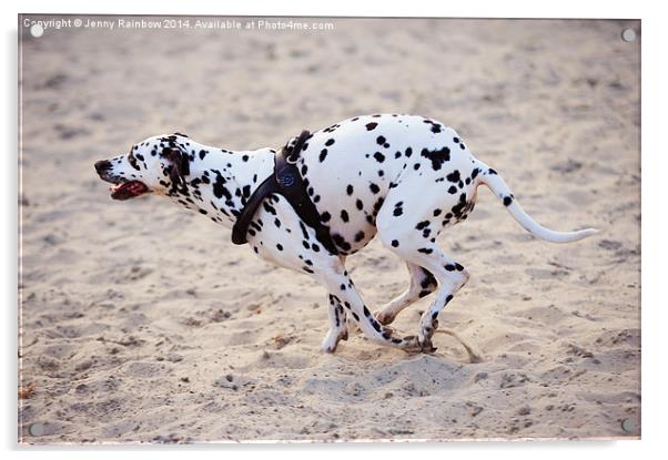  Speedy Girl. Kokkie. Dalmatian Dog Acrylic by Jenny Rainbow