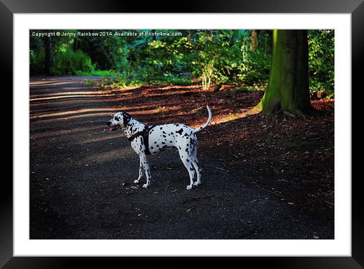  Alone in the Woods. Kokkie. Dalmatian Dog  Framed Mounted Print by Jenny Rainbow