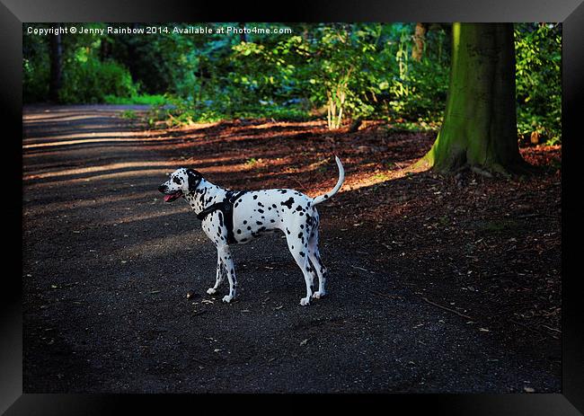  Alone in the Woods. Kokkie. Dalmatian Dog  Framed Print by Jenny Rainbow
