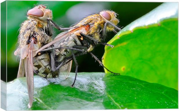  Mating Flies Canvas Print by Mark  F Banks