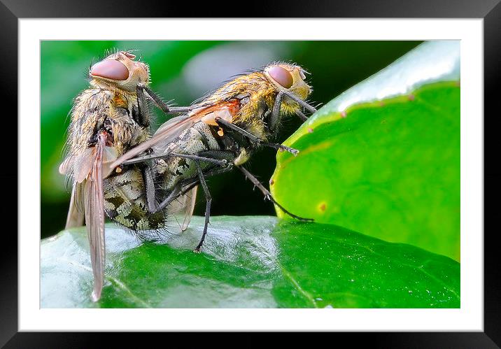  Mating Flies Framed Mounted Print by Mark  F Banks
