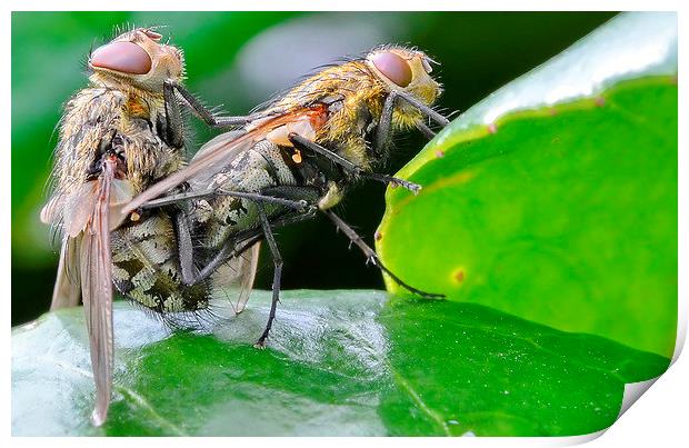  Mating Flies Print by Mark  F Banks