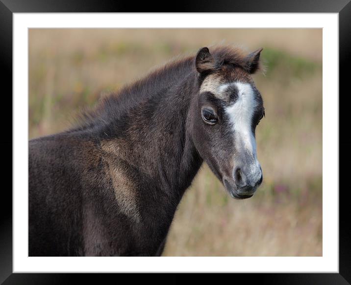  Wild Gower pony Framed Mounted Print by Leighton Collins