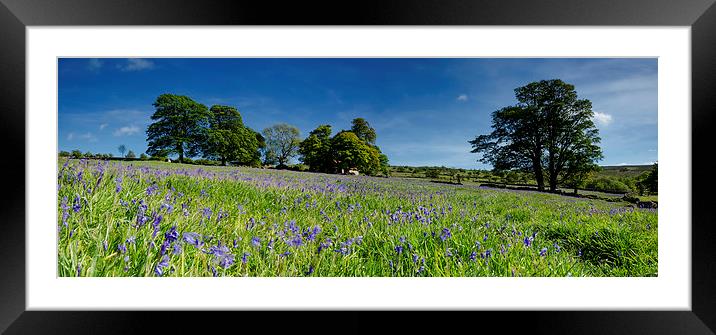  Springtime Bluebells Framed Mounted Print by Richard Taylor