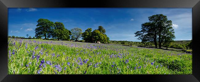  Springtime Bluebells Framed Print by Richard Taylor