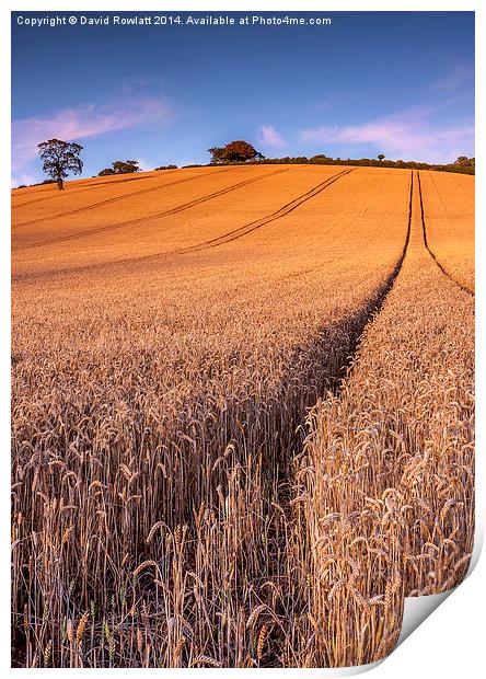 Harvest Time Print by Dave Rowlatt