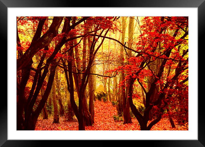  Natures Red Carpet Framed Mounted Print by Nick Wardekker